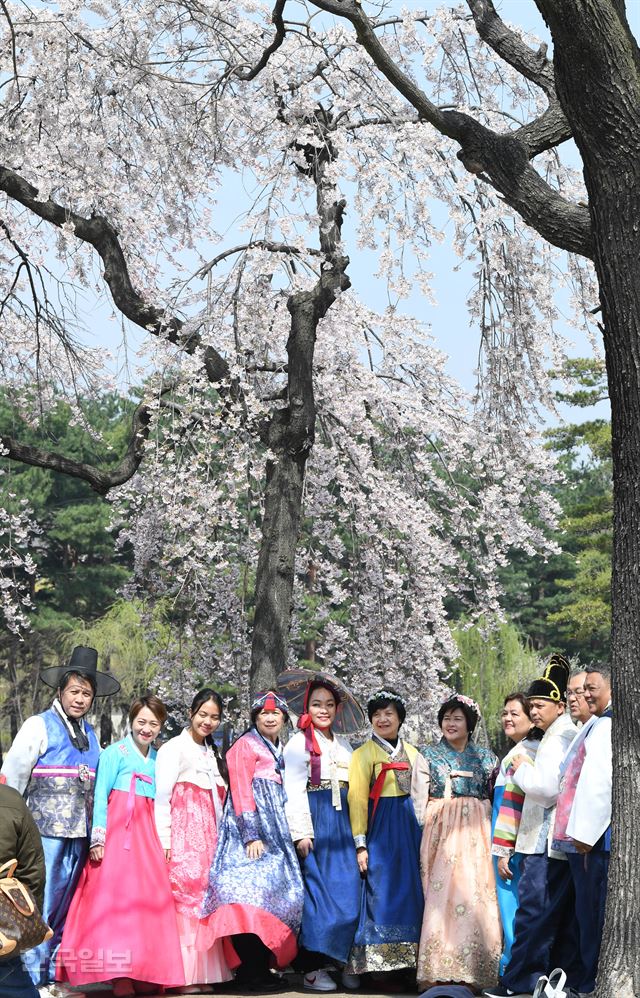 [저작권 한국일보]경복궁 벚꽃