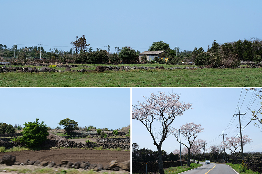 3008 jeju driving (5)