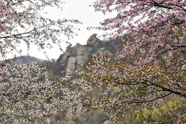 마복산 기암 아래로 산벚꽃이 흐드러지게 피었다.