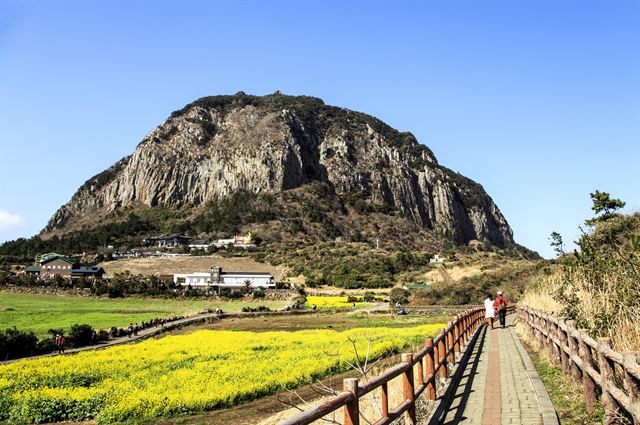 산방산과 유채밭. 흘러내린 용암이 쌓여 형성된 산방산에는 분화구가 없다. 한국관광공사 제공