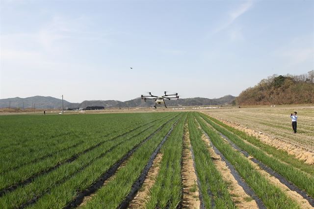 예천군농업기술센터가 12일 쪽파 밭에서 드론을 활용한 농약방제 기술을 선보이고 있다. 예천군 제공