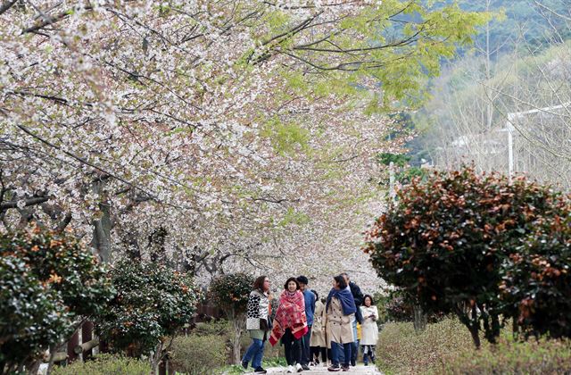 5일 오전 전남 화순군 화순읍 동구리호수공원에 핀 벚꽃 사이를 시민들이 산책하고 있다. 화순=연합뉴스