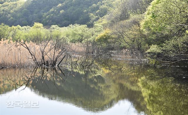 다리 옆 얕은 늪에 봄이 화사하게 내려 앉았다.