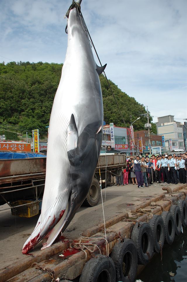 불법포경조직이 동해상에서 작살로 잡은 밍크고래. 한국일보 자료사진