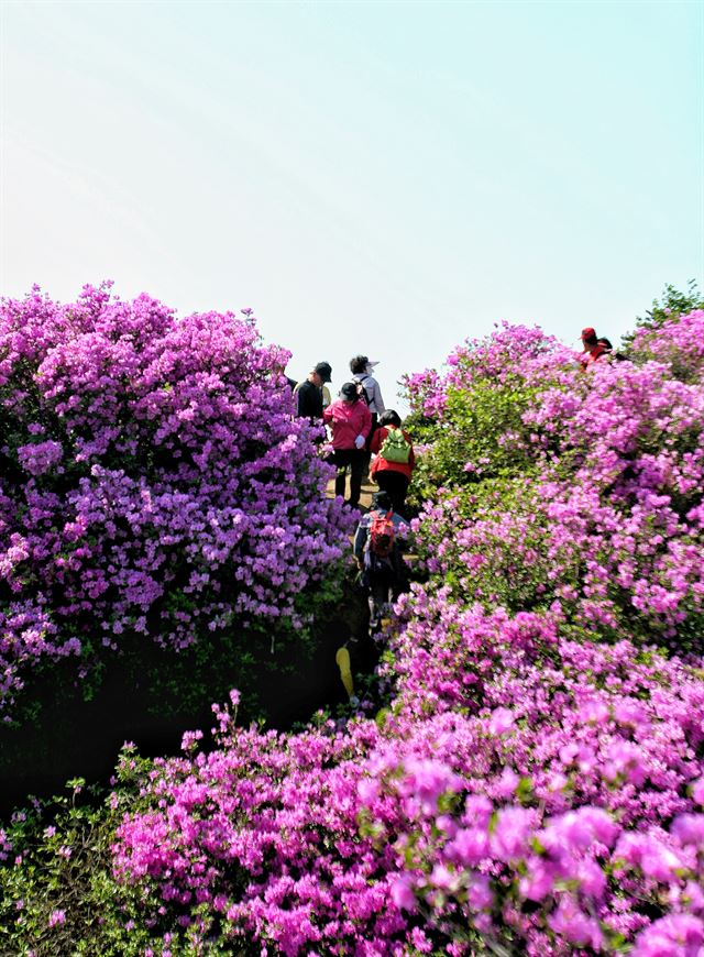 봉화산 철쭉은 사람이 파묻힐 만큼 키가 크다.