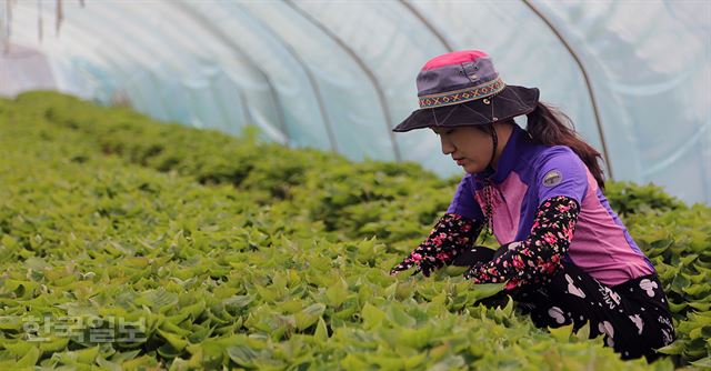 [저작권 한국일보]4월 12일 전라북도 김제시에 위치한 고구마 농장에서 강보람 대표가 하우스를 살펴보고 있다.