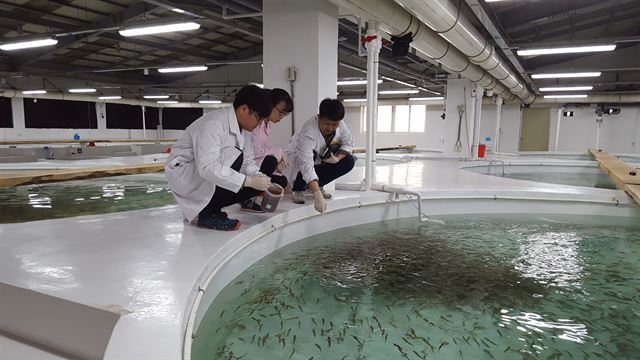 경북도 수산자원연구소 연구원들이 어린 쥐노래미를 살펴보고 있다. 경북도 제공