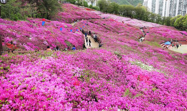 24일 오후 경기도 군포시 철쭉동산을 찾은 시민들이 만개해가는 철쭉을 보며 봄기운을 만끽하고 있다. 군포시는 오는 27일부터 29일까지 철쭉축제를 개최한다. 군포=연합뉴스