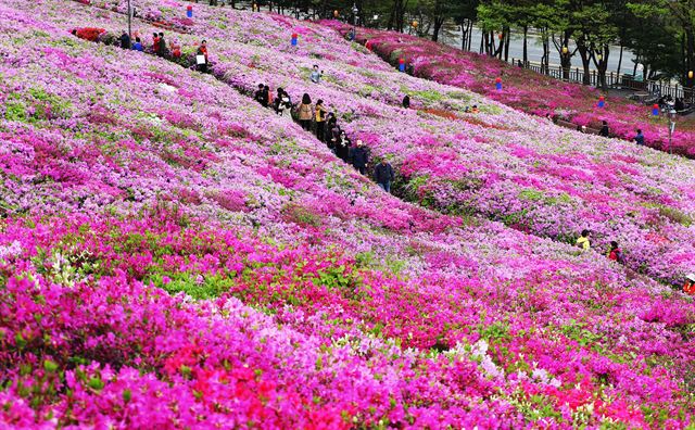 24일 오후 경기도 군포시 철쭉동산을 찾은 시민들이 만개해가는 철쭉을 보며 봄기운을 만끽하고 있다. 군포시는 오는 27일부터 29일까지 철쭉축제를 개최한다. 군포=연합뉴스