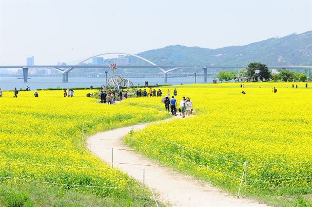 구리시가 한강공원에 조성한 수도권 최대 규모의 유채꽃 단지. 구리시 제공