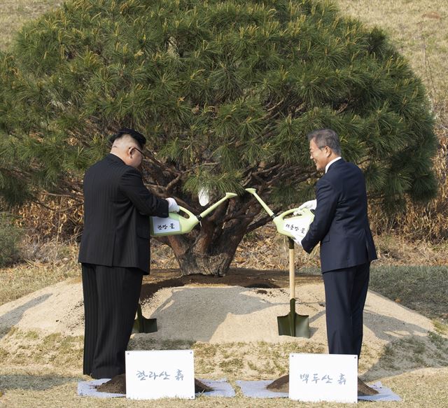 [남과 북의 흙과 물을 섞는 남북 정상] 문재인 대통령과 김정은 국무위위원장이 남북의 화합을 상징하는 소나무를 심은 뒤 한강과 대동강 물을 서로 바꿔 뿌리고 있다. 두 정상은 한라산 흙과 백두산 흙도 바꿔 뿌렸다. 평화를 상징하는 이 소나무는 한국전쟁 정전협정이 체결된 1953년생으로 미래를 기원하자는 의미다.