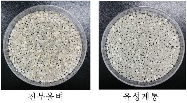 충남도가 개발한 쌀 ‘충남4호’(오른쪽)의 색깔이 기존 조생종 ‘진부올’보다 선명함을 보여주고 있다. 충남도 제공