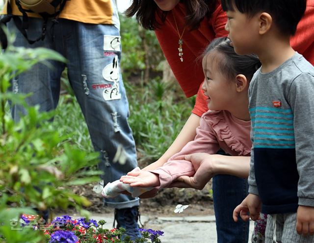 1일 오후 서울 광진구 서울숲공원에 재개원한 나비정원을 찾은 시민들이 나비를 구경하고 있다. 고영권 기자