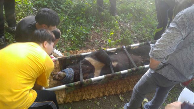 지난해 6월 경북 김천시 대덕면 수도산에서 대구지방환경청과 국립공원관리공단 종복원기술원 관계자들이 반달가슴곰 KM53을 포획해 옮기고 있다. 대구지방환경청 제공