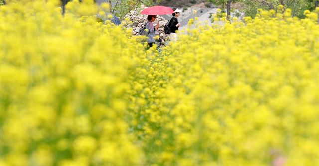 11일 오전 유채꽃이 만발한 경기도 구리시 토평 한강공원을 찾은 시민들이 봄 나들이를 즐기고 있다. 기상청은 주말인 내일은 비가 내린 후 기온이 떨어질 것이라는 예보했다. 구리=연합뉴스