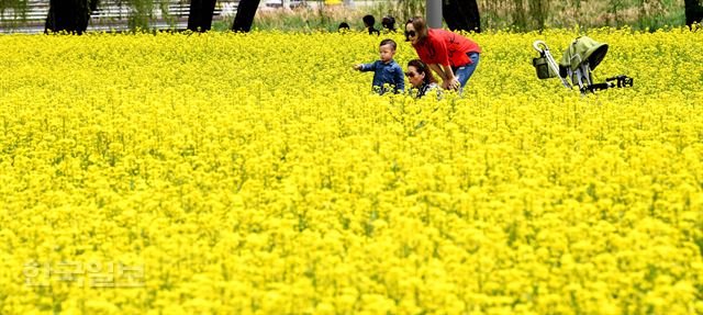 11일 서울 서초구 서래섬을 찾은 시민들이 만발한 유채꽃과 즐거운 시간을 보내고 있다. 12~13일 반포한강공원 서래섬 일대에서 '2018 한강 서래섬 유채꽃 축제'가 열린다.배우한 기자