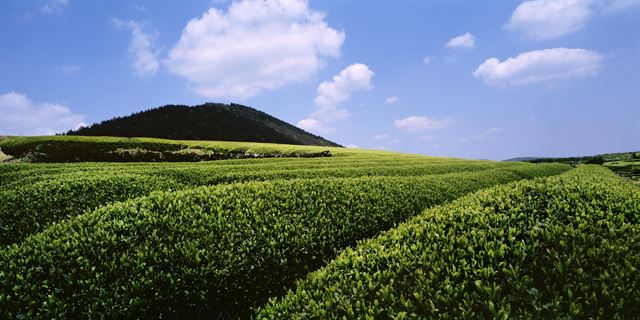 제주 오설록 차밭의 전경.