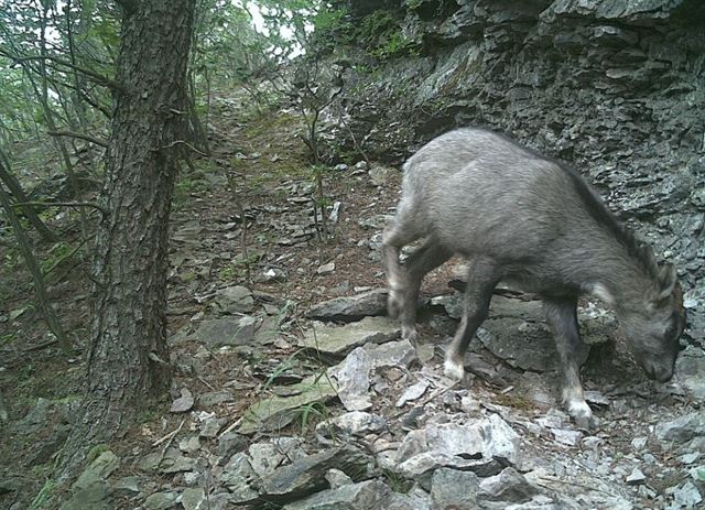 주왕산에서 포착된 멸종위기종 산양. 환경부 제공