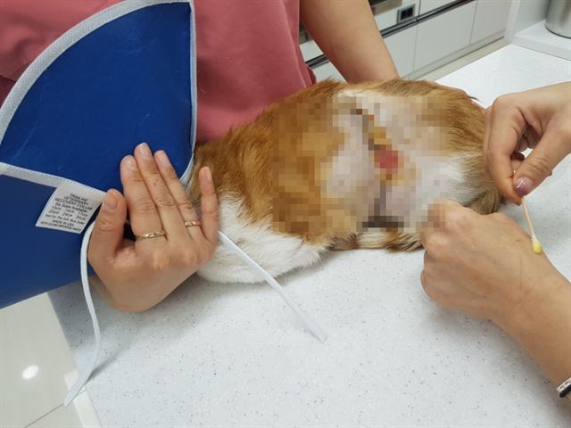 부산 길고양이 보호연대 제공