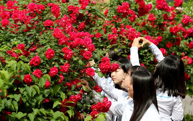 스승의 날인 15일 오전 부산 동구 초량동 경남여중에서 학생들이 직접 심어 교정에 핀 장미꽃을 살펴보고 있다. 이날 경남여중 학생들은 카네이션 대신 학교 화단에 활짝 핀 장미꽃을 포장해 선생님들에게 선물했다. 연합뉴스