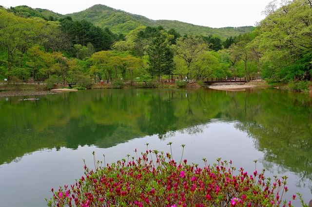 포천 국립수목원의 철쭉이 피어나는 육림호. 국립수목원 제공.