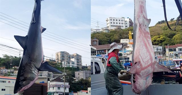 백상아리.연합뉴스