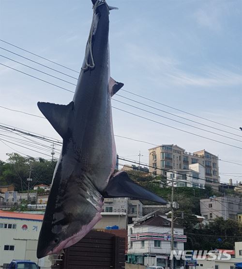 거제시 남부면 인근 바다에서 그물에 걸려 죽은 채 발견된 백상아리.뉴시스