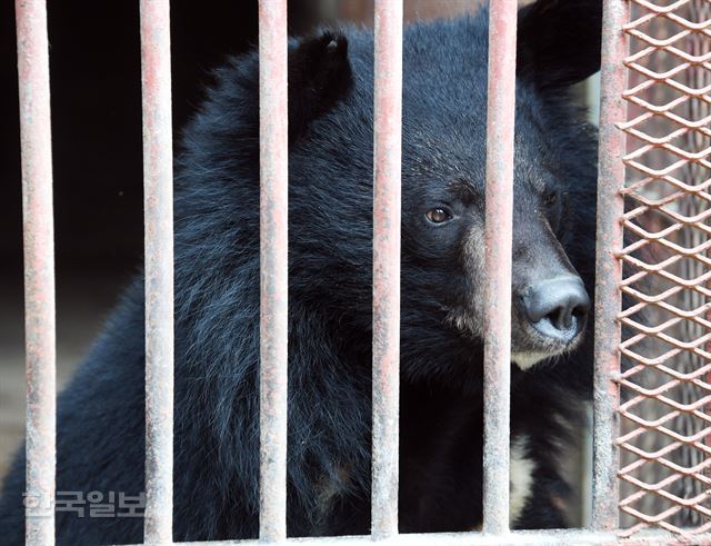 경기 김포 한 사육곰 농장에서 반달가슴곰 한 마리가 철창 밖을 내다보고 있다. 신상순 선임기자