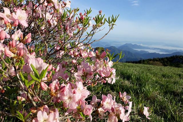 최근 소백산 비로봉 정상에 피어나는 철쭉꽃과 정상에서 바라본 소백산 풍경. 영주시 제공