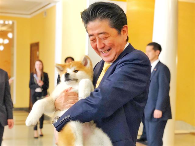 러시아를 방문 중인 아베 신조(安倍晋三) 일본 총리가 26일(현지시간) 모스크바의 한 호텔에서 아키타이누(秋田犬)를 안고 즐거워하고 있다. 일본 아키타이누보존회는 한국 평창올림픽 피겨스케이팅 여자 싱글 금메달리스트인 러시아의 알리나 자기토바 선수에게 아키타이누를 기증하기로 했고, 아베 총리의 러시아 방문에 맞춰 기증식을 가졌다. 도쿄=연합뉴스 일본 총리관저 제공