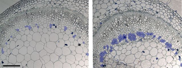 체관 생성을 막는 ‘줄기 유전자’를 억제한 담배(오른쪽)에선 체관(파란 부분) 수가 그렇지 않은 담배(왼쪽)보다 크게 증가했다. 포스텍 제공