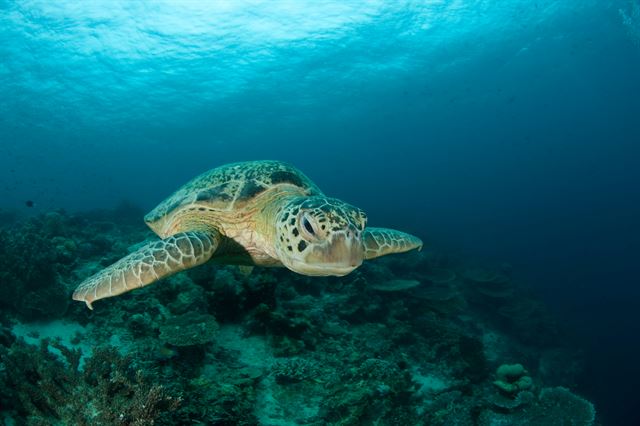 세계자연보전연맹(IUCN)이 지정한 멸종위기종 바다거북은 국내에서 지정한 보호대상해양생물이기도 하다. WWF 제공