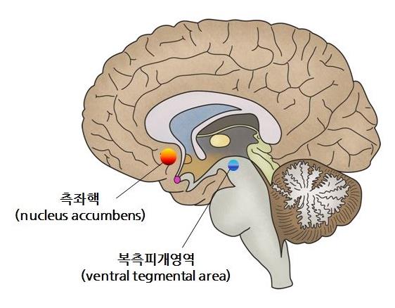 당신이 여러 선택지를 볼 때 두뇌에서는 신경세포를 활성화하며 우리 선택에 영향을 미친다. 자신이 무엇을 원하는지를 생각할 때는 측좌핵의 도파민계 신경세포가 마구 활동한다. 동시에 자신이 선호하는 것을 보면 뇌의 중심부 근처에 존재하는 측좌핵의 오피오이드(opioid)계 신경 세포들이 활성화한다. 사진=서울아산병원제공