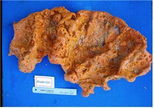 해면동물인 아겔라스. 해양수산부 제공