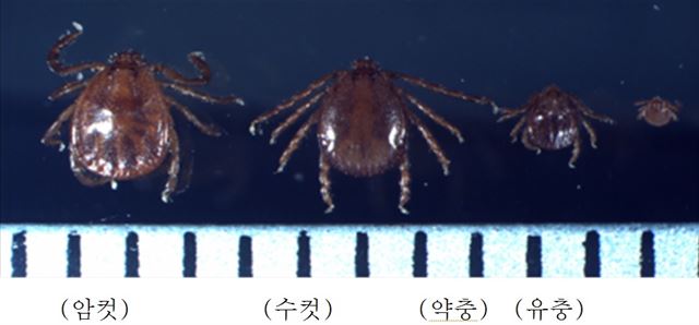 진드기 성충과 유충. 한국일보 자료사진