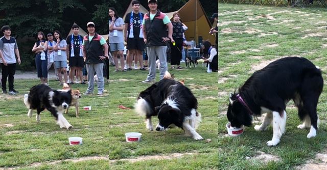 '앗 이건 뭐지?' 간식의 유혹을 이겨내지 못한 댕댕이. 정진욱 동그람이 에디터