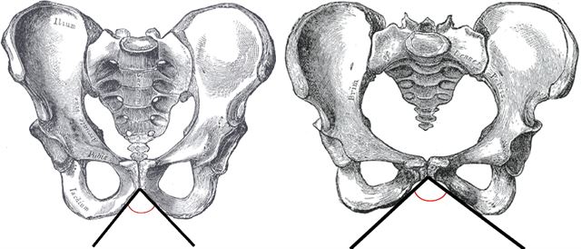 남성과 여성의 골반뼈 차이. 폭이 좁은 왼쪽이 남성, 폭이 넓은 오른쪽이 여성. 위키백과