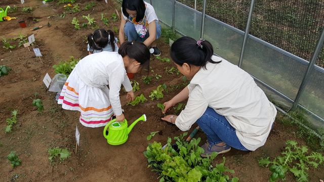 부모와 자녀들이 지난 12일 세종 연서면 포도나무정원에서 텃밭을 함께 가꾸고 있다. 농촌진흥청 제공