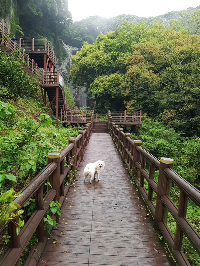 반려견과 함께한다면 더 신명 나게 오를 나무 데크 길이 하늘로 쑥쑥.