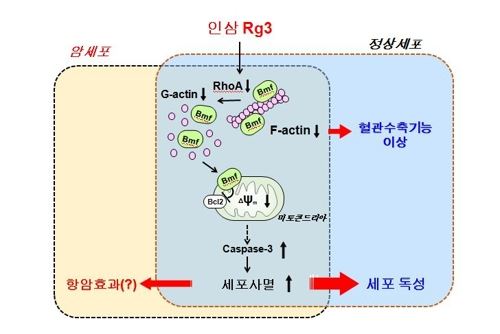 정진호 서울대 약학과 교수 연구팀 제공