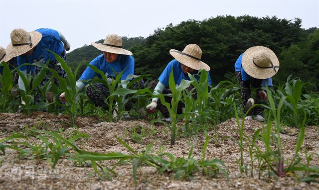 신상순의 시선 - 인하대 학생들이 옥수수 밭에서 호미로 잡초를 제거 작업을 하고 있다. 신상순 선임기자