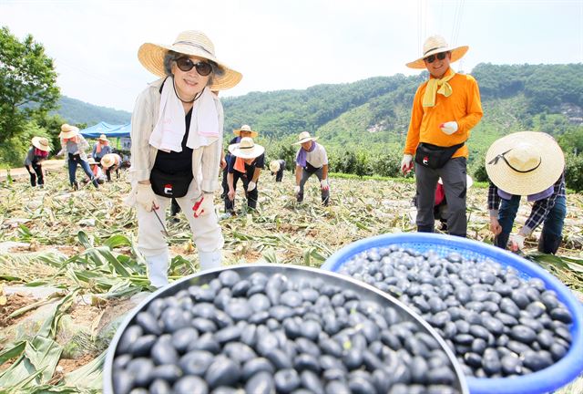 박은정(맨 앞 왼쪽)위원장을 비롯한 국민권익위 직원들이 4일 충북 옥천군 안남면 한 농가를 찾아 일손돕기 활동을 벌이고 있다. 이들은 이날 1만 3,200㎡의 밭에서 옥수수를 수확하고 그 자리에 검은 콩을 심는 힘든 작업을 수행했다. 국민권익위 제공