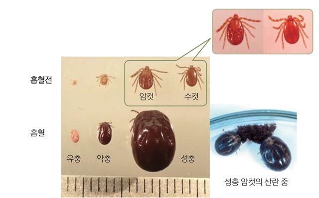 SFTS를 매개하는 작은소피참진드기. 환경부 제공