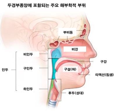 두경부암 발생 주요 부위. 서울대병원 제공