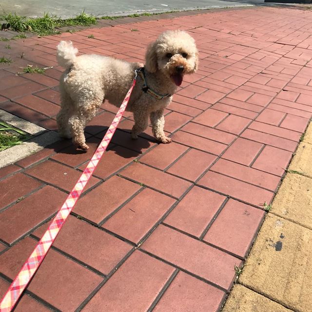 산책나와 즐거운 새남이. 케어 제공