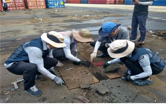 농림축산검역본부 관계자들이 8일 붉은불개미가 발견된 인천항 컨테이너터미널에서 정밀조사를 벌이고 있다. 농림축산검역본부 제공