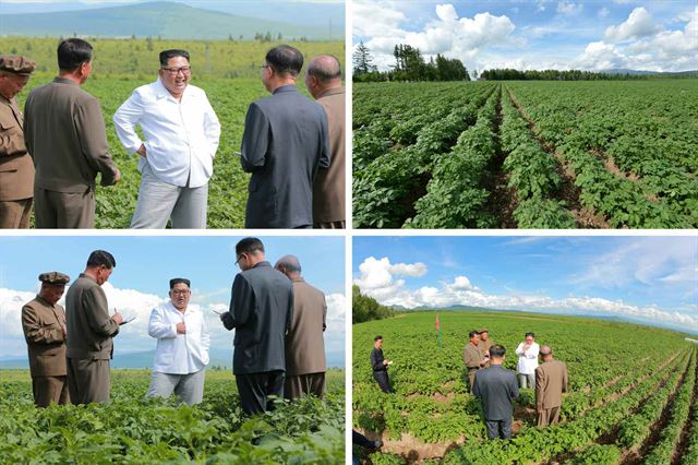 김정은 북한 국무위원장이 양강도 삼지연군 중흥농장을 시찰하면서 감자생산을 독려했다고 노동당 기관지 노동신문이 10일 보도했다. 사진은 감자밭 한가운데 서서 간부들의 얘기를 듣는 김정은의 모습. 연합뉴스