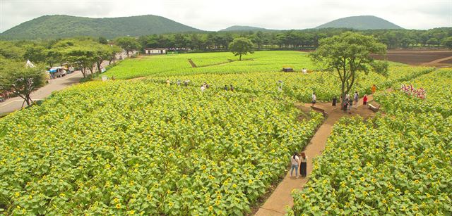 13일 오후 제주시 조천읍 교래리 렛츠런팜을 찾은 관광객들이 활짝 핀 해바라기 꽃밭에서 여름 정취를 즐기고 있다. 한국마사회 렛츠런팜은 이날부터 '꽃길만 걷게 해줄게'를 주제로 1만5천㎡ 규모의 해바라기 꽃밭을 개방하고 있다. 제주=연합뉴스