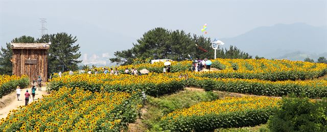 여름을 빛나게 하는 보석 같은 해바라기 백만 송이의 향연, 제6회 강주해바라기축제가 오는 21일부터 다음달 5일까지 경남 함안군 법수면 강주마을에서 펼쳐진다. 함안군 제공