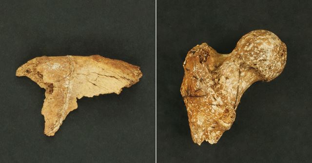 국립부여문화재연구소가 1917년 이후 한 세기 만에 다시 발굴한 익산 쌍릉 대왕릉에서 발견한 인골을 분석해 추정한 '60대 전후 남성 노인, 키 160∼170.1㎝, 사망 시점 620∼659년'이라는 결과를 18일 발표했다. 연구소는 무덤 내부에서 나온 인골함을 근거로 대왕릉은 무왕 무덤일 가능성이 크다고 밝혔다. 사진은 인골 중 옆구리 아래 골반뼈(왼쪽)와 고관절. 국립부여문화재연구소 제공=연합뉴스